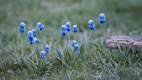 Wallpaper muscari, flowers, leaves, blur hd, picture, image