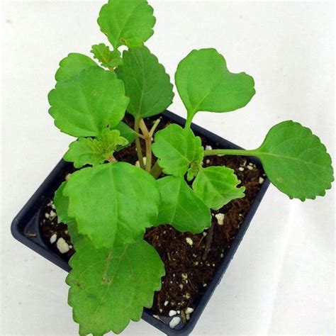 Buy Plectranthus Verticillatus, Swedish Ivy - Plant online from ...