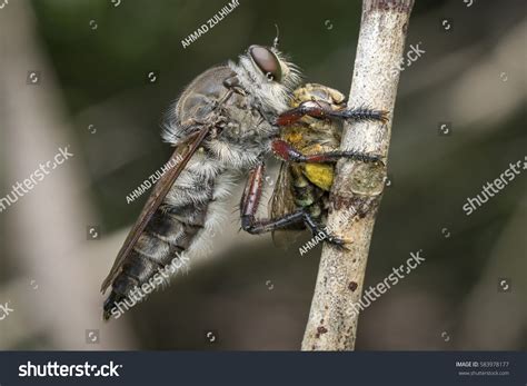 Robber Fly Bite