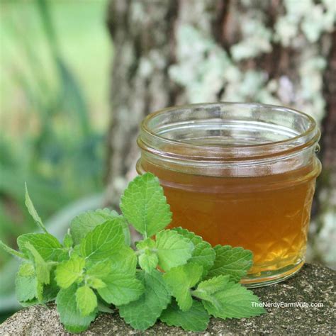 How To Grow & Use Lemon Balm | THE JOY BLOG