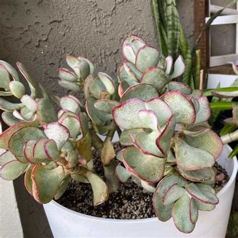 Crassula Jade Plants: Care Tips & Propagation Guide
