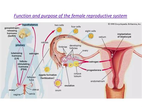 Image result for Female Human Body Development