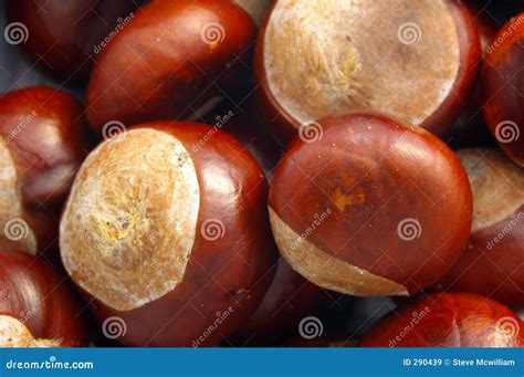 Conkers 01 stock image. Image of game, aesculus, seeds - 290439