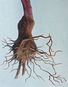 Image result for Cherry Tree Root System