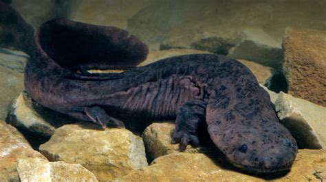 Asian Giant Salamander - AMPHIPEDIA