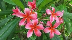 greenplanthub Plumbago Plant Price in India - Buy greenplanthub ...