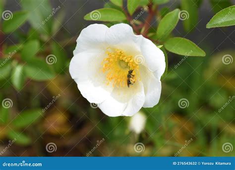Cherokee Rose ( Rosa Laevigata ) Flowers. Stock Photo - Image of stamen ...