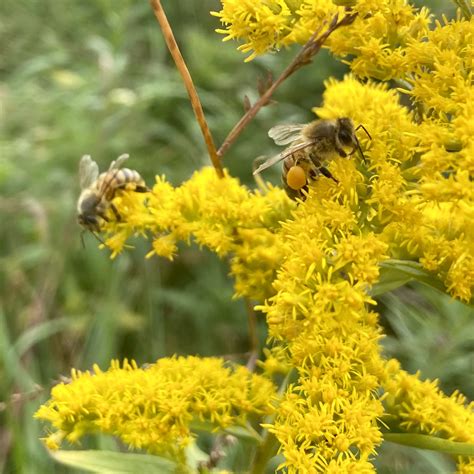 Kentucky's State Flower: Goldenrod - Words Like Honey