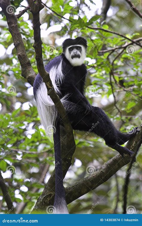 Guereza Black-and-white Colobus Monkey. Stock Photo - Image of africa ...