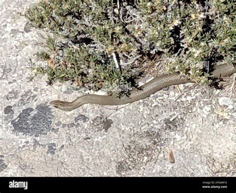 Western Yellow-bellied Racer (Coluber constrictor mormon Stock Photo ...