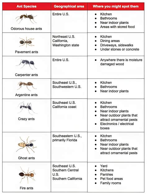 30+ Free Printable Ant Identification Charts [PDF]