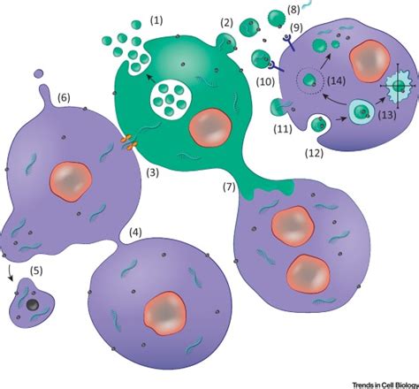 Vesicles Cell 的图像结果
