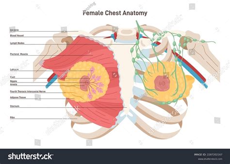 Lymph Node Diagram Chest