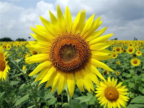 Sunflower No-Till Drill 的图像结果