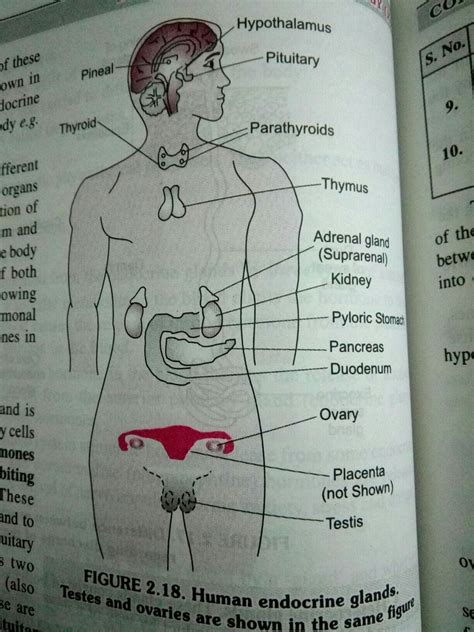 draw a diagram showing the correct position of pancreas thyroid gland ...