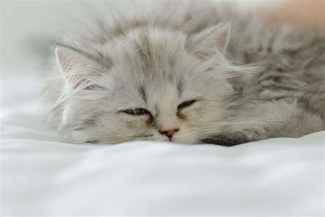 Why Do Cats Purr When They Are Dying - The Truth