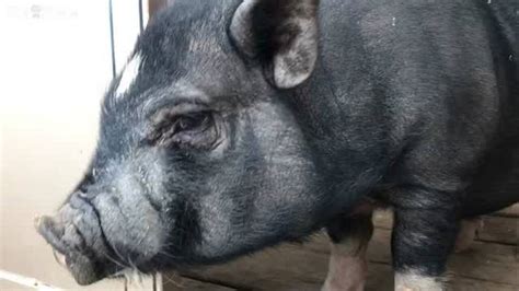 Lexington County Sheriff's Department deals with an unusual suspect ...