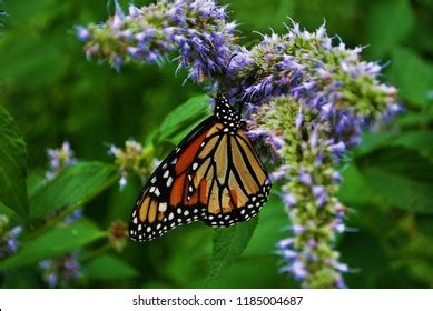 OIP.i_2iEVl3bb_UYzR-1q9KWgAAAA?pid=ImgDe