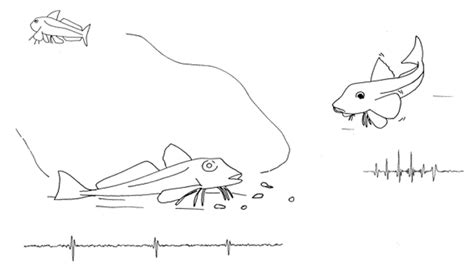 Image result for How Do Fish Sound