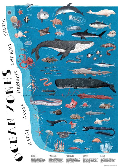 Ocean Zones Diagram For Kids