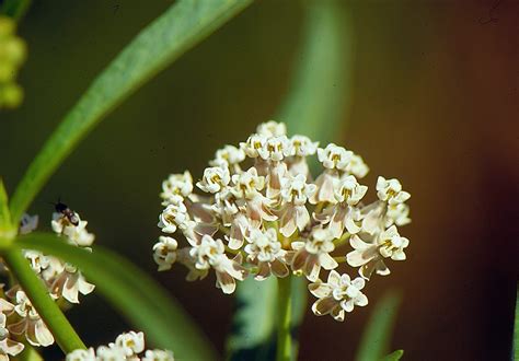 Asclepias fascicularis Calflora