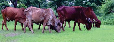 Indigenous Cows Rearing At Gaushala