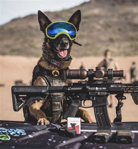 Army Dogs, K9 Dogs, Police Dogs, Military Working Dogs, Military Dogs ...