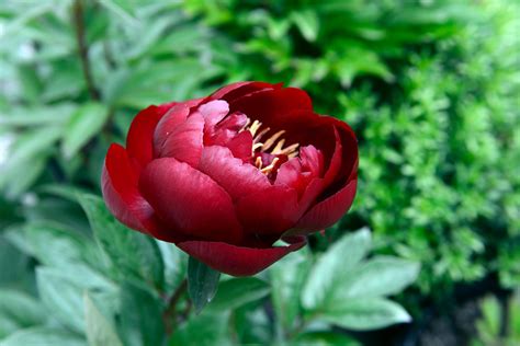 Paeonia Buckeye Belle / Peony – Caragh Nurseries
