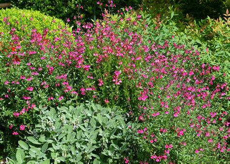 An Overview of the Beautiful and Varied Autumn Sage Plant