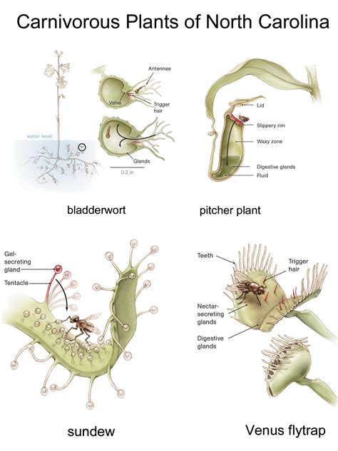 Venus Fly Trap Diagram Labeled
