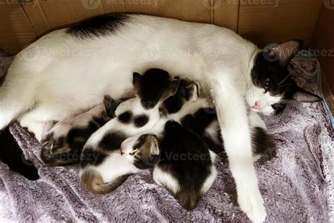 Cat nursing her little kittens, close up. Mother fluffy cat pregnant ...