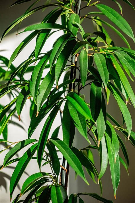 A Foolproof Guide to Ficus Alii Plant Care - Garden Betty