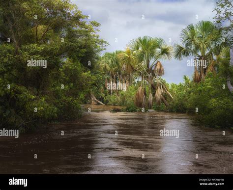 Type on tropical jungle on coast of the South-American river Orinoco ...