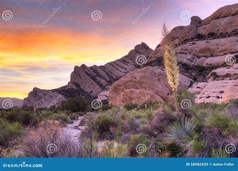 Yucca stock image. Image of plant, blooming, flower, california - 58982429
