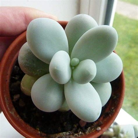 UGALOO® Heavenly Homes Pachyphytum Moonstone Succulent Live Plant with ...