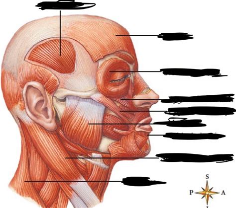 Muscles of Mastication Lecture 的图像结果