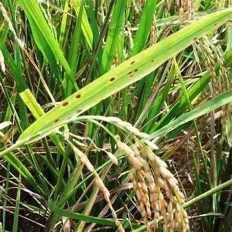 粮食作物病虫害之水稻病害识别与防治 – 百蔬君