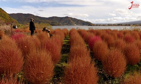 Kawaguchiko Natural Living Center - Japan Guide