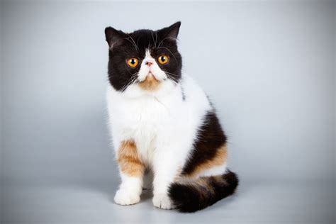 Exotic Shorthair Cat Black