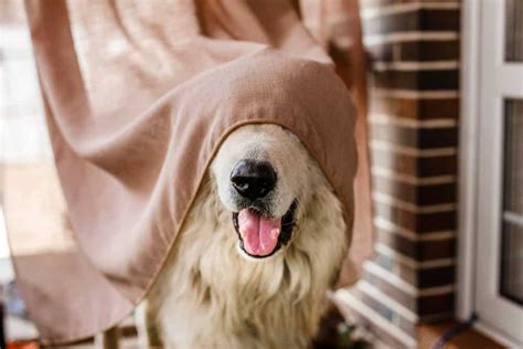 Problem Solvers Window Curtains 的图像结果