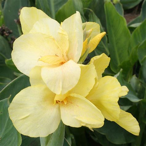 Pfitzer's Primrose Yellow Dwarf Canna Flower Bulbs - 3 Bulbs per Pack - Attracts Butterflies and ...