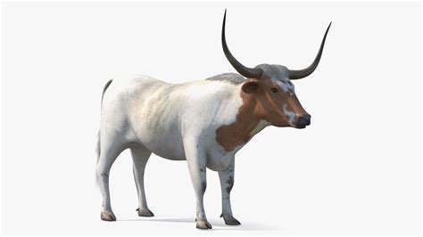 Texas Longhorn White Color Rigged for Maya 3D | 3D Molier International