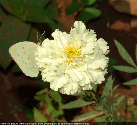 French marigold white Banglore Flower Show Jan 2013