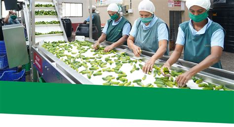 Gherkins | Indus Vegpro