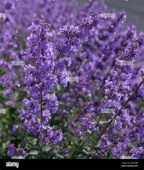 Close-up of purple flowers sage (Salvia nemorosa). Blue Salvia (salvia ...