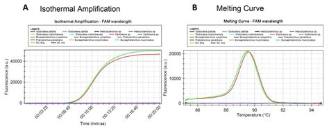 Development and Validation of a Loop-Mediated Isothermal Amplification ...