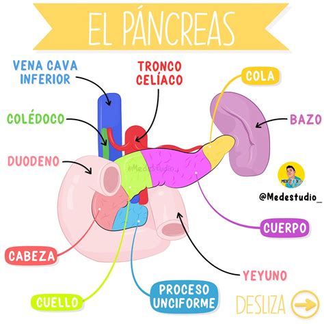 El páncreas | Anatomia y fisiologia humana, Anatomía médica, Anatomia y ...