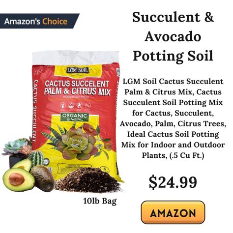 Best Soil For Avocado Tree In Pot: How To Grow Avocado Trees - Nathan ...