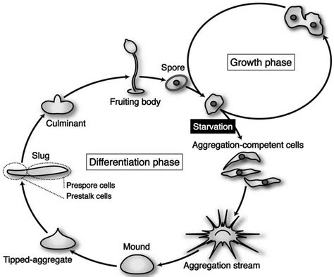 Control of Cell Differentiation by Mitochondria, Typically Evidenced in ...