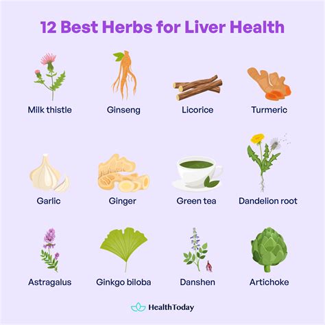 12 Amazing Herbs Good for Liver: Benefits, Side Effects, and More